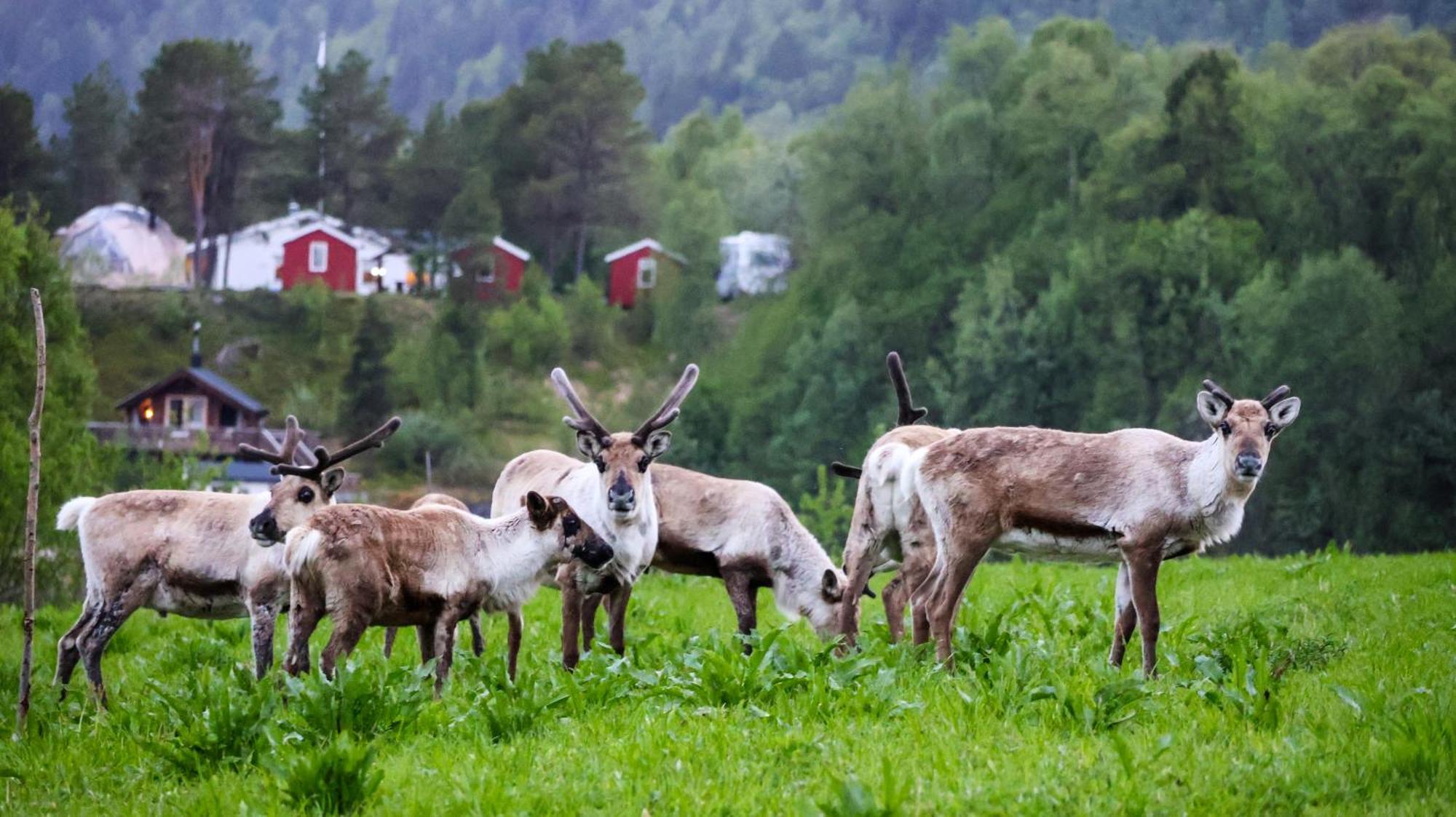 Norwegian Wild Villa Brygghaugen Ngoại thất bức ảnh